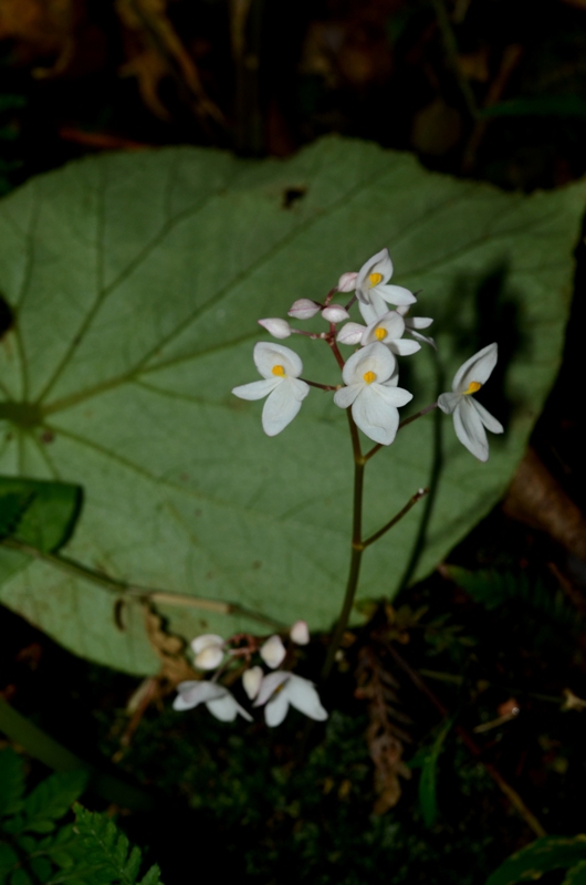 Begonia adscendens eFlora of India